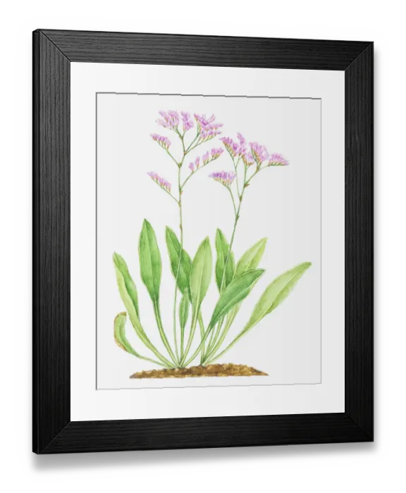 Framed Print : Illustration of Limonium vulgare (Common sea-lavender), leaves and pink flowers Framed Print : Illustration of Limonium vulgare (Common sea-lavender), leaves and pink flowers