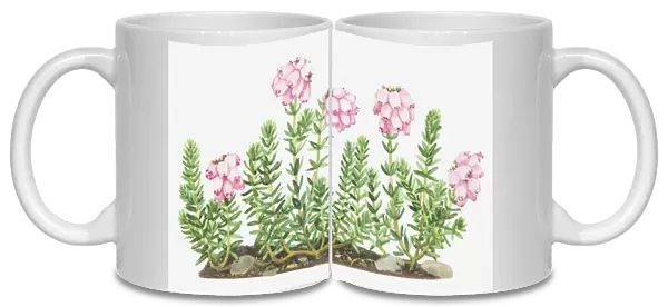 Illustration of Erica tetralix (Cross-leaved heath), pink flowers