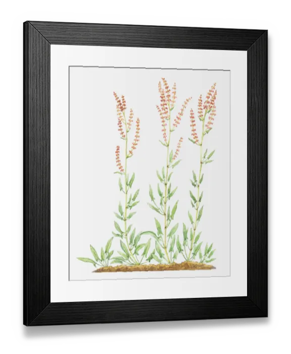 Framed Print : Illustration of Rumex acetosella (Sheeps sorrel), red flowers on slender stems Framed Print : Illustration of Rumex acetosella (Sheeps sorrel), red flowers on slender stems