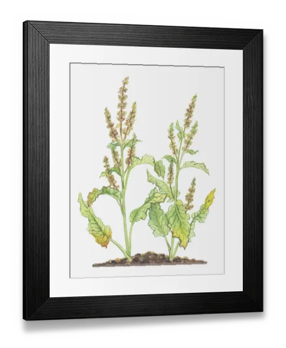 Framed Print : Illustration of Rumex crispus (Curled dock), leaves and flowers Framed Print : Illustration of Rumex crispus (Curled dock), leaves and flowers