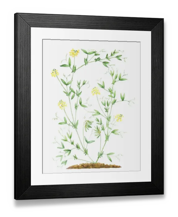 Framed Print : Illustration of Lathyrus pratensis (Meadow vetchling), leaves and yellow flowers on slender stems Framed Print : Illustration of Lathyrus pratensis (Meadow vetchling), leaves and yellow flowers on slender stems