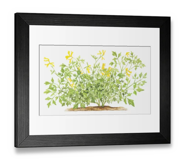 Framed Print : Illustration of Pseudofumaria lutea (Yellow cordialis), wildflowers Framed Print : Illustration of Pseudofumaria lutea (Yellow cordialis), wildflowers