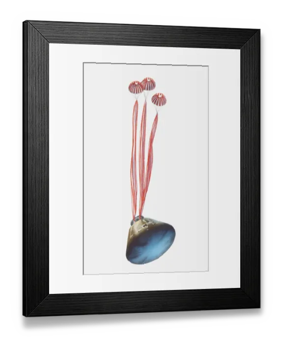 Framed Print : Illustration of Apollo command module falling to Earth using parachutes Framed Print : Illustration of Apollo command module falling to Earth using parachutes