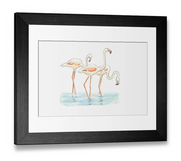 Framed Print : Illustration of three Greater Flamingo (Phoenicopterus roseus) standing in water Framed Print : Illustration of three Greater Flamingo (Phoenicopterus roseus) standing in water