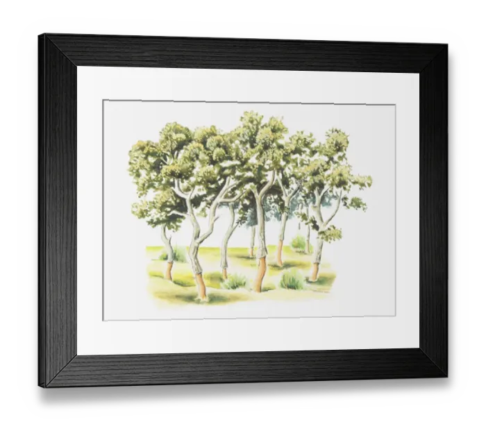 Framed Print : Illustration of harvested Quercus suber (Cork Oak) trees in Morocco Framed Print : Illustration of harvested Quercus suber (Cork Oak) trees in Morocco