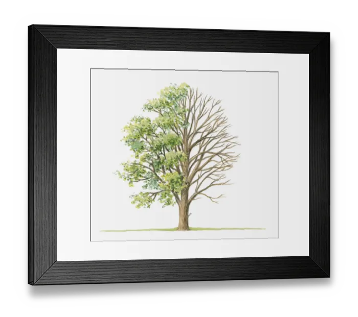 Framed Print : Illustration showing shape of Ulmus glabra (Wych Elm) tree with green summer foliage and bare winter branches