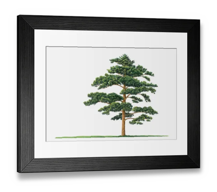Framed Print : Illustration showing shape of Pinus densiflora (Japanese Red Pine) tree bearing green foliage Framed Print : Illustration showing shape of Pinus densiflora (Japanese Red Pine) tree bearing green foliage