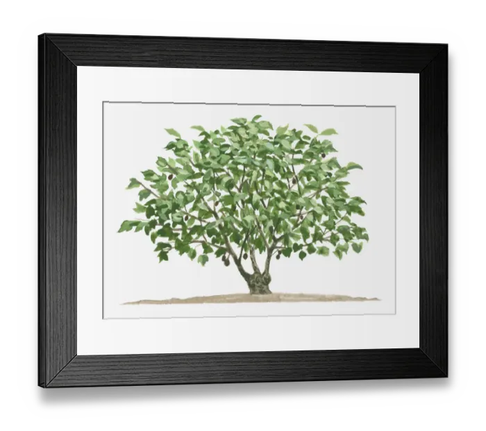 Framed Print : Illustration of small semi-evergreen Jatropha curcas (Barbados Nut, Physic Nut) tree