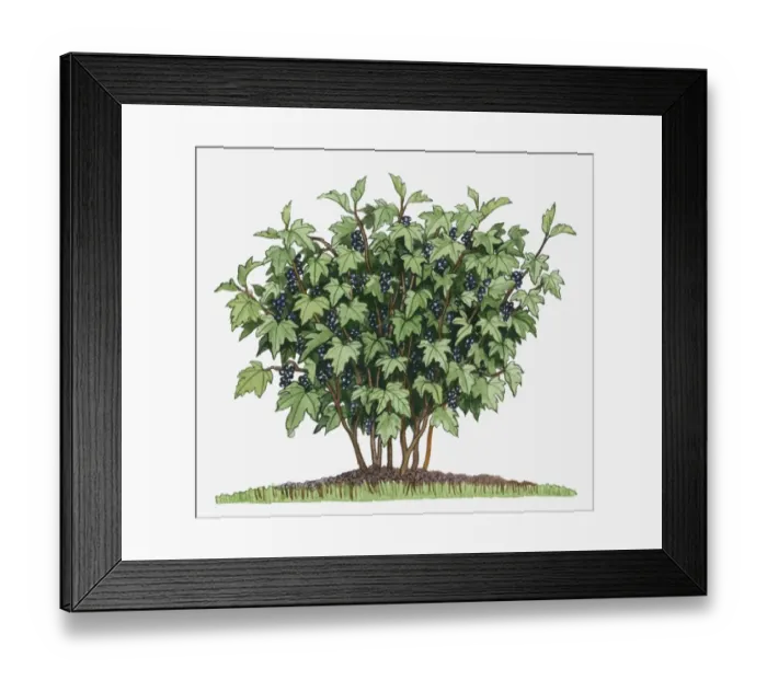 Framed Print : Illustration of Ribes nigrum (Blackcurrant) bearing edible fruits on long upright stems with green leaves Framed Print : Illustration of Ribes nigrum (Blackcurrant) bearing edible fruits on long upright stems with green leaves