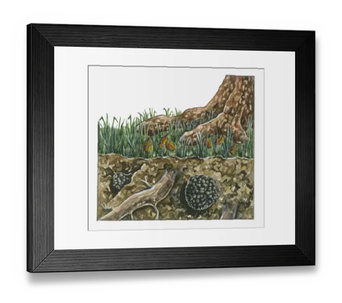 Framed Print : Cross section illustration of Tuber aestivum (Summer Truffle) growing near underground tree root Framed Print : Cross section illustration of Tuber aestivum (Summer Truffle) growing near underground tree root