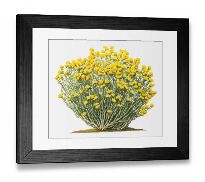 Framed Print : Illustration of Ericameria nauseosa (Chamisa, Rubber Rabbitbrush) bearing terminal clusters of bright yellow flowers on long stems Framed Print : Illustration of Ericameria nauseosa (Chamisa, Rubber Rabbitbrush) bearing terminal clusters of bright yellow flowers on long stems