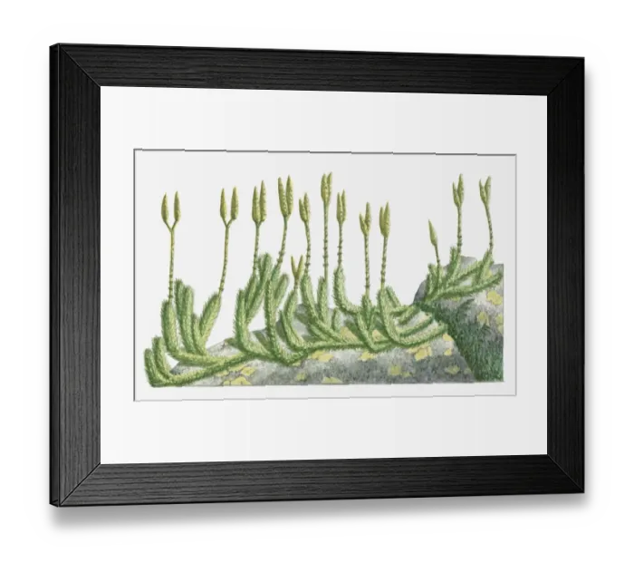 Framed Print : Illustration of Lycopodium clavatum (Wolf s-Foot Clubmoss, Stag s-horn Clubmoss) with upright stems bearing spore cones