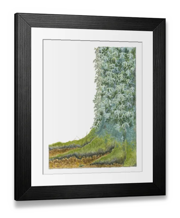 Framed Print : Illustration of Oak Moss (Pseudevernia prunastri) growing on bark of tree trunk Framed Print : Illustration of Oak Moss (Pseudevernia prunastri) growing on bark of tree trunk