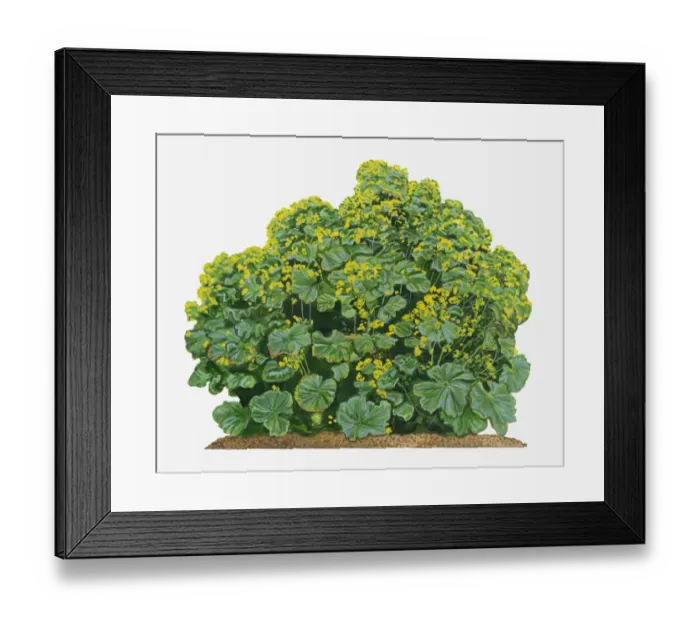Framed Print : Illustration of Alchemilla mollis (Ladys Mantle) bearing clusters of chartreuse flowers and large palmately veined leaves Framed Print : Illustration of Alchemilla mollis (Ladys Mantle) bearing clusters of chartreuse flowers and large palmately veined leaves