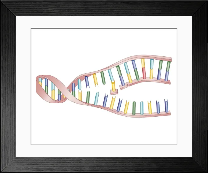 Framed Print : Biomedical illustration of protein synthesis within DNA Framed Print : Biomedical illustration of protein synthesis within DNA