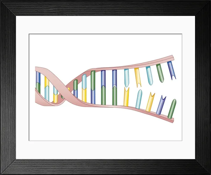 Framed Print : Biomedical illustration of DNA Replication Framed Print : Biomedical illustration of DNA Replication