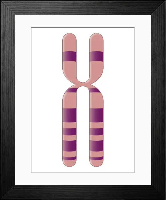 Framed Print : Biomedical illustration of X Chromosome Framed Print : Biomedical illustration of X Chromosome