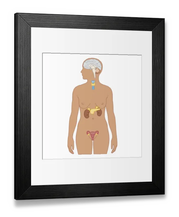 Framed Print : Cross section biomedical illustration of endocrine system in adult female Framed Print : Cross section biomedical illustration of endocrine system in adult female
