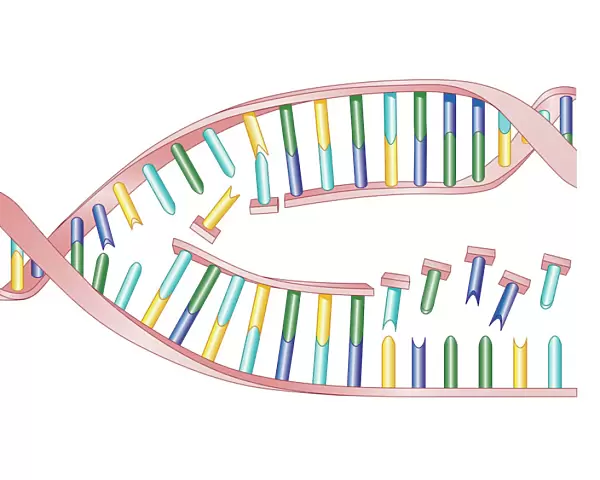 Biomedical illustration of DNA Replication as bases attach to strand with two newly formed strands twist eventually producing two new identical double DNA strands