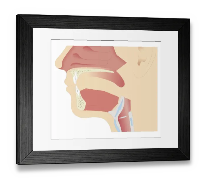 Framed Print : Cross section biomedical illustration of anatomy of mouth in adult male Framed Print : Cross section biomedical illustration of anatomy of mouth in adult male