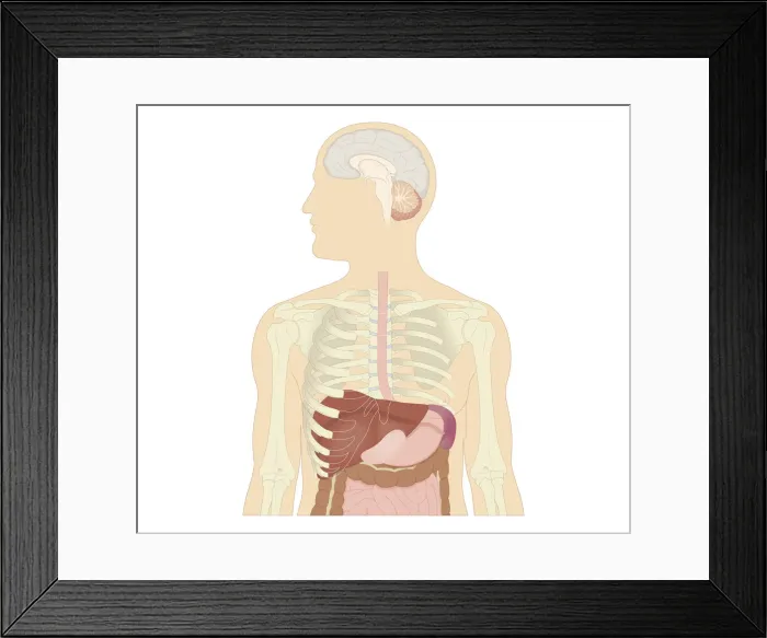 Framed Print : Cross section biomedical illustration of brain, bone structure of upper body, and internal organs of adult male Framed Print : Cross section biomedical illustration of brain, bone structure of upper body, and internal organs of adult male