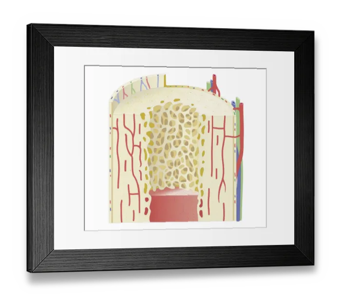 Framed Print : Cross section biomedical illustration of structure of human bone Framed Print : Cross section biomedical illustration of structure of human bone
