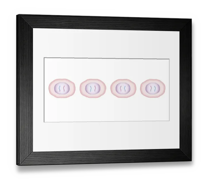 Framed Print : Cross section biomedical illustration of meiosis with two cells dividing to produce four, each with half the genetic material Framed Print : Cross section biomedical illustration of meiosis with two cells dividing to produce four, each with half the genetic material