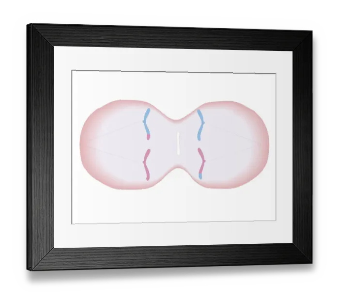 Framed Print : Cross section biomedical illustration of meiosis with duplicated chromosomes lined up and more threads attach, pulling the duplicated chromosomes apart to form two single chromosomes Framed Print : Cross section biomedical illustration of meiosis with duplicated chromosomes lined up and more threads attach, pulling the duplicated chromosomes apart to form two single chromosomes
