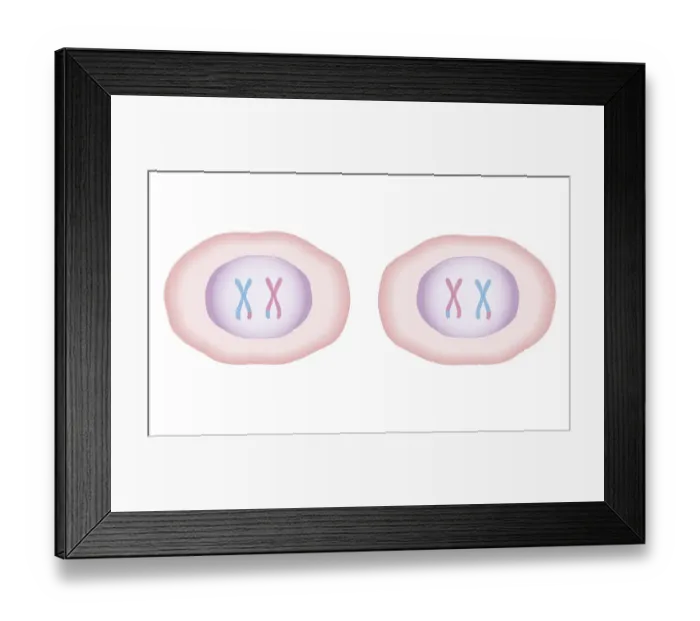 Framed Print : Cross section biomedical illustration of meiosis where cell divides to produce two new cells, each having a full set of 23 duplicated chromosomes from the original cell Framed Print : Cross section biomedical illustration of meiosis where cell divides to produce two new cells, each having a full set of 23 duplicated chromosomes from the original cell