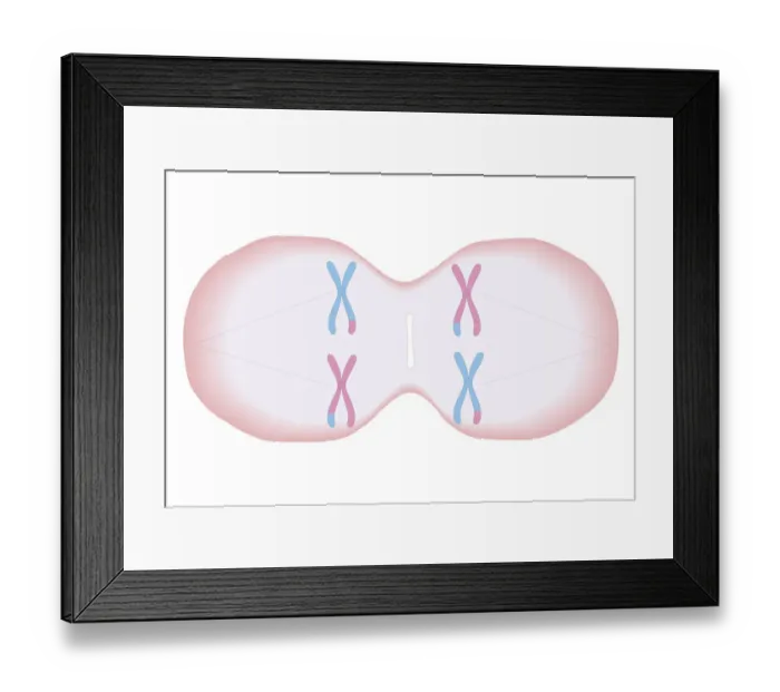 Framed Print : Cross section biomedical illustration of meiosis where each duplicated chromosome has a mixture of genetic material and threads forming in cell to pull apart the pairs of chromosomes Framed Print : Cross section biomedical illustration of meiosis where each duplicated chromosome has a mixture of genetic material and threads forming in cell to pull apart the pairs of chromosomes