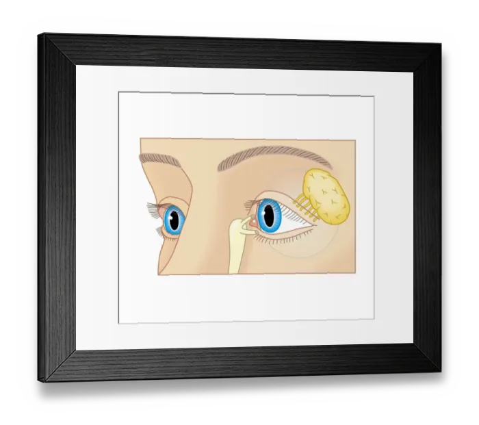 Framed Print : Cross section biomedical illustration of position of lacrimal duct and lacrimal gland, close-up Framed Print : Cross section biomedical illustration of position of lacrimal duct and lacrimal gland, close-up