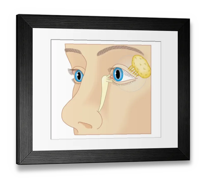 Framed Print : Cross section biomedical illustration of position of lacrimal duct and lacrimal gland Framed Print : Cross section biomedical illustration of position of lacrimal duct and lacrimal gland