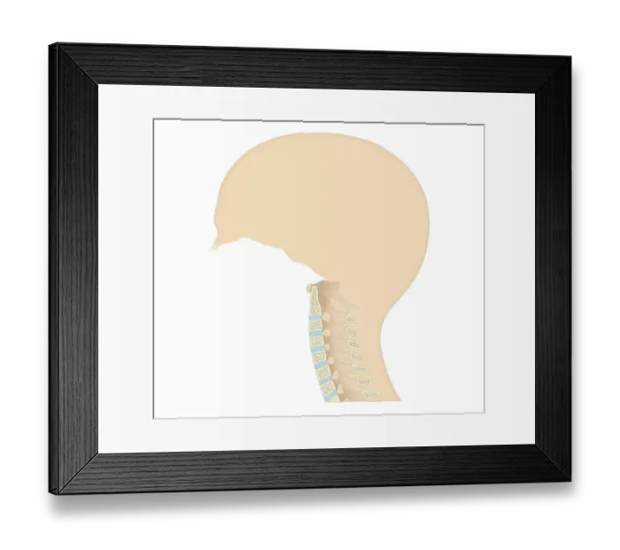 Framed Print : Cross section biomedical illustration of vertebral column in neck showing cervical curve and cervical vertebrae, close-up