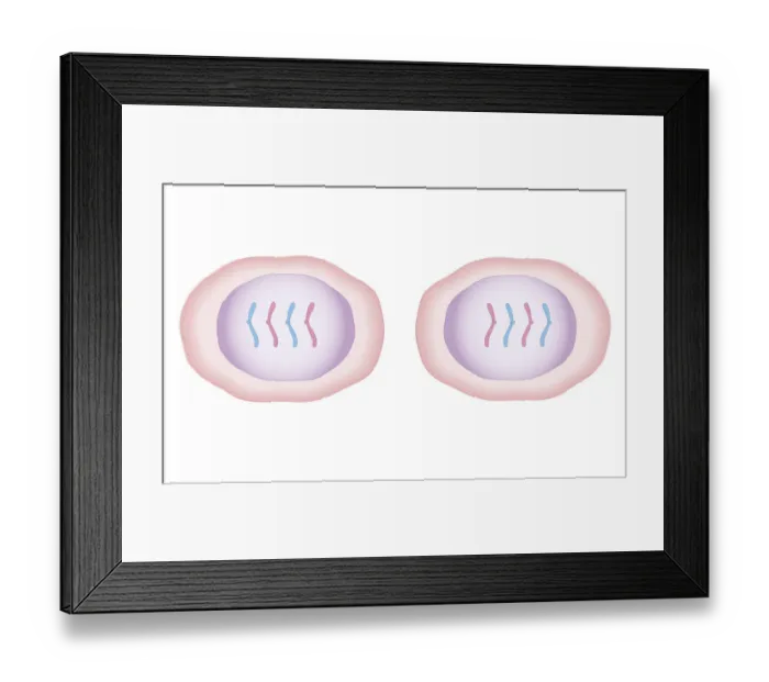 Framed Print : Cross section biomedical illustration of mitosis with new cells form, each having a central nucleus containing identical set of chromosomes