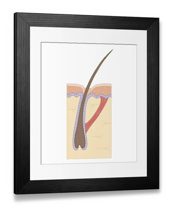 Framed Print : Cross section biomedical illustration of telogen (resting) phase of hair follicle, and arrectores pilorum muscle Framed Print : Cross section biomedical illustration of telogen (resting) phase of hair follicle, and arrectores pilorum muscle