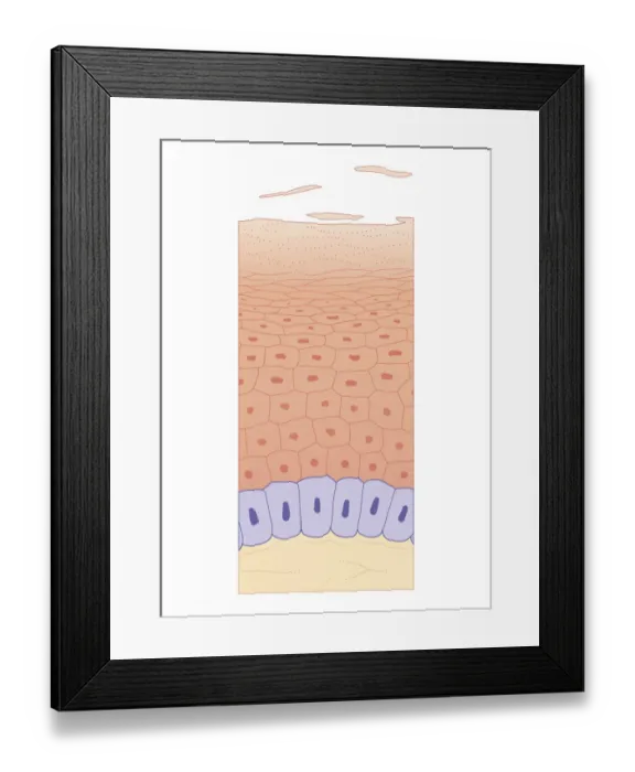 Framed Print : Cross section biomedical illustration of skin growth showing four layers of epidermis Framed Print : Cross section biomedical illustration of skin growth showing four layers of epidermis