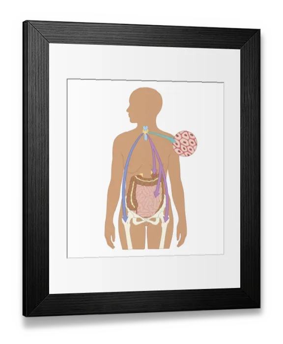 Framed Print : Cross section biomedical illustration of thyroid and parathyroid hormones in adult female Framed Print : Cross section biomedical illustration of thyroid and parathyroid hormones in adult female