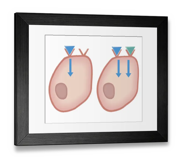 Framed Print : Cross section biomedical illustration of showing how agonist drugs act on receptors - before and after
