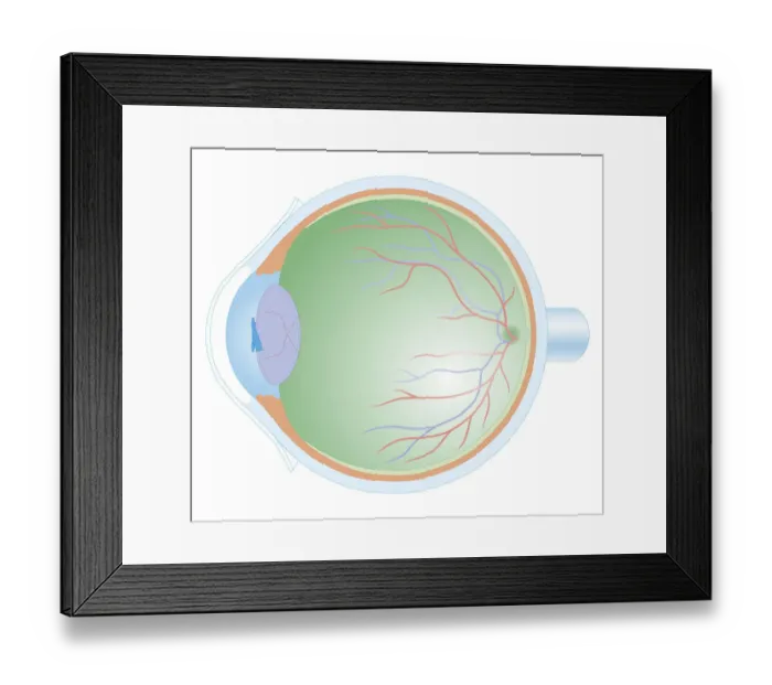 Framed Print : Cross section biomedical illustration of anatomy of human eye Framed Print : Cross section biomedical illustration of anatomy of human eye