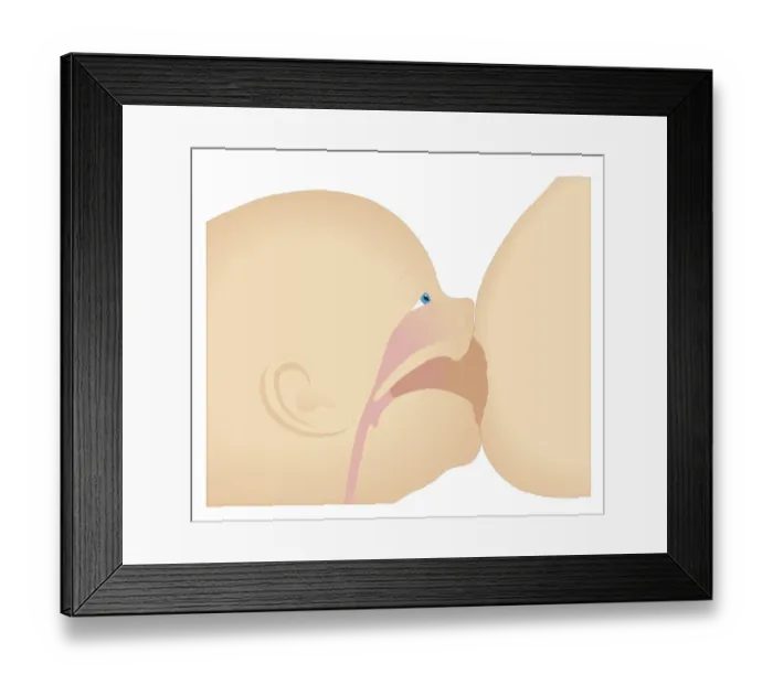 Framed Print : Cross section biomedical illustration breast engorgement and sucking position of baby Framed Print : Cross section biomedical illustration breast engorgement and sucking position of baby