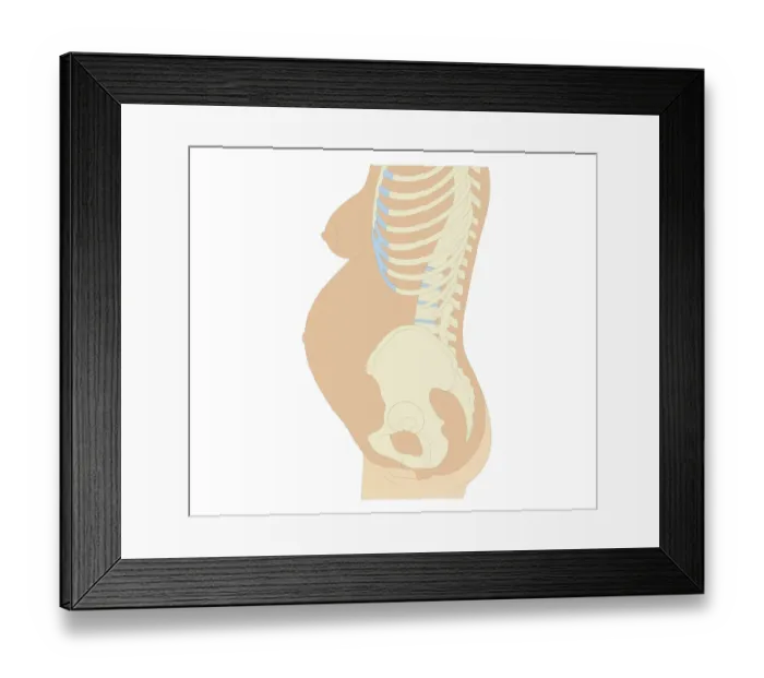 Framed Print : Cross section biomedical illustration of anatomy at 36 weeks pregnant Framed Print : Cross section biomedical illustration of anatomy at 36 weeks pregnant