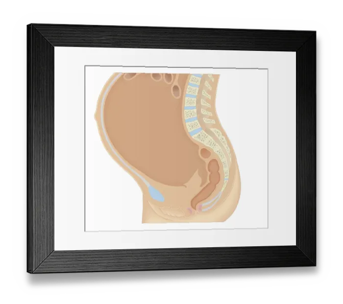 Framed Print : Cross section biomedical illustration of anatomy during pregnancy Framed Print : Cross section biomedical illustration of anatomy during pregnancy