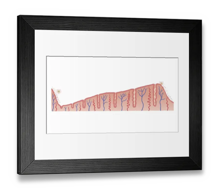 Framed Print : Cross section biomedical illustration of thickening of endometrium during menstrual cycle Framed Print : Cross section biomedical illustration of thickening of endometrium during menstrual cycle
