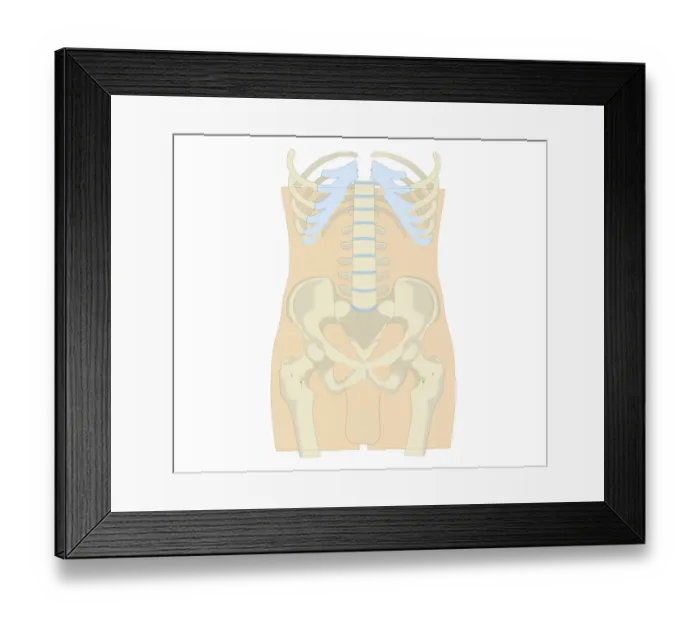 Framed Print : Cross section biomedical illustration of rib cage, spine and pelvis, and femur of adult male