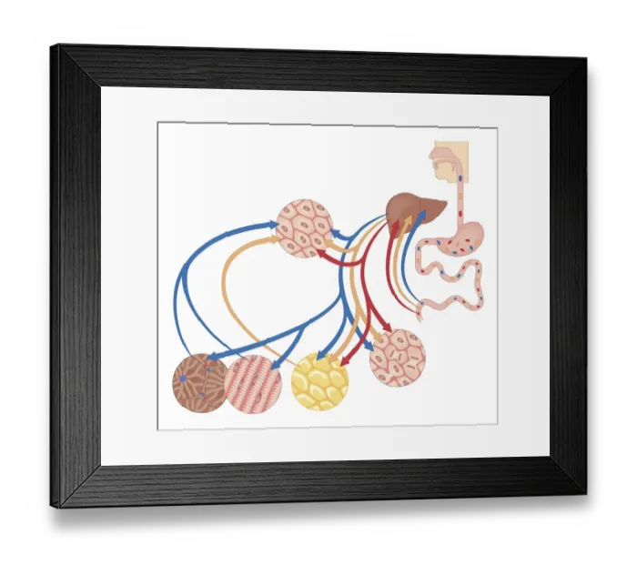 Framed Print : Cross section biomedical illustration of how the body uses food for energy, the liver for digestion, fat storage and glycogen storage Framed Print : Cross section biomedical illustration of how the body uses food for energy, the liver for digestion, fat storage and glycogen storage