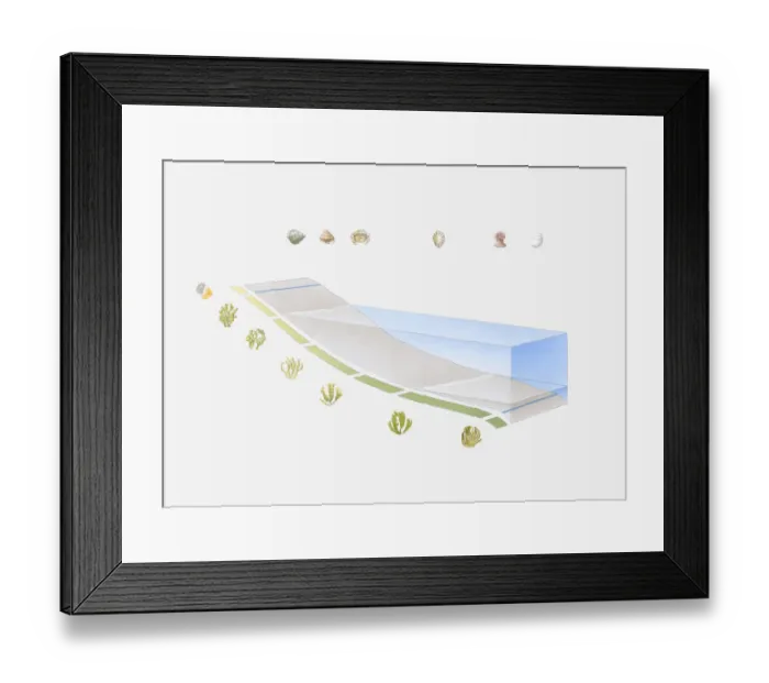 Framed Print : Cross section illustration of the zones of the shoreline