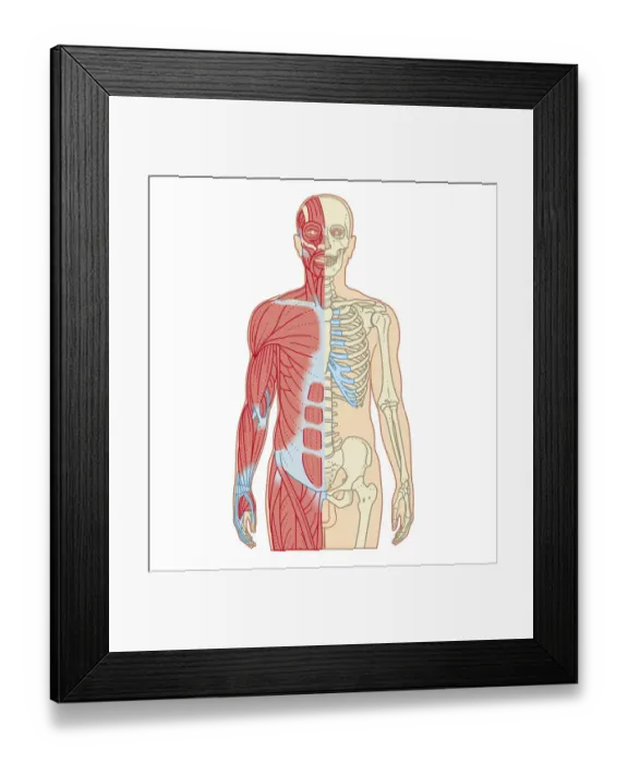 Framed Print : Cross section biomedical illustration of musculoskeletal system in adult male Framed Print : Cross section biomedical illustration of musculoskeletal system in adult male