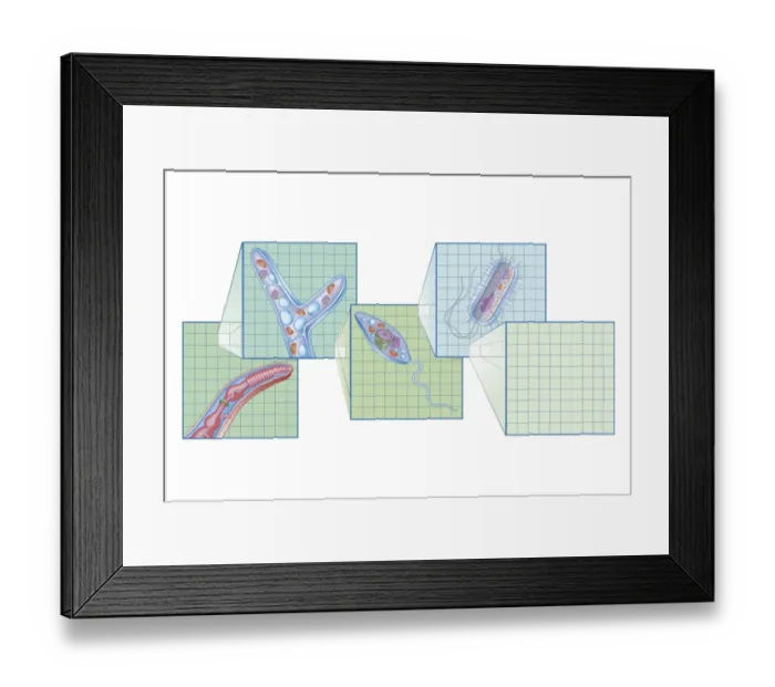 Framed Print : Cross section biomedical illustration on grid of Worm, Fungi, Protozoa, and Bacteria infection and infestation Framed Print : Cross section biomedical illustration on grid of Worm, Fungi, Protozoa, and Bacteria infection and infestation
