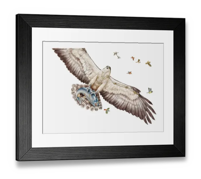 Framed Print : Illustration of Fish eagle or Osprey (Pandion haliaetus) carrying its prey Framed Print : Illustration of Fish eagle or Osprey (Pandion haliaetus) carrying its prey