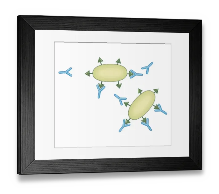 Framed Print : Cross section biomedical illustration of formation of antibodies with memory retained in response to organism in vaccine Framed Print : Cross section biomedical illustration of formation of antibodies with memory retained in response to organism in vaccine